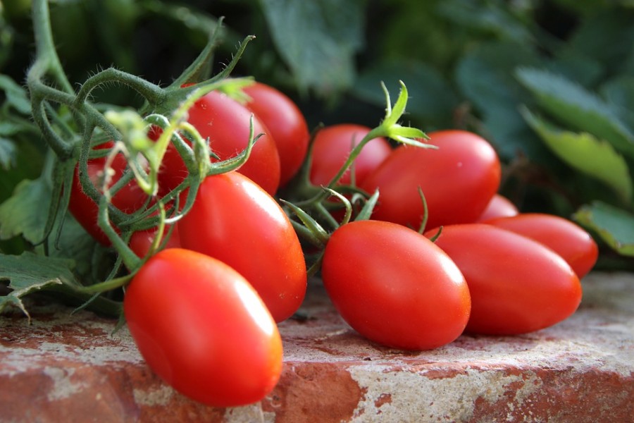 tomates-italiennes-lb