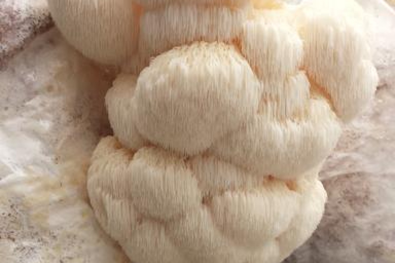 champignons-crinieres-de-lion-250g