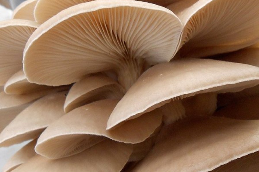 champignons-pleurotes-de-orme-250g