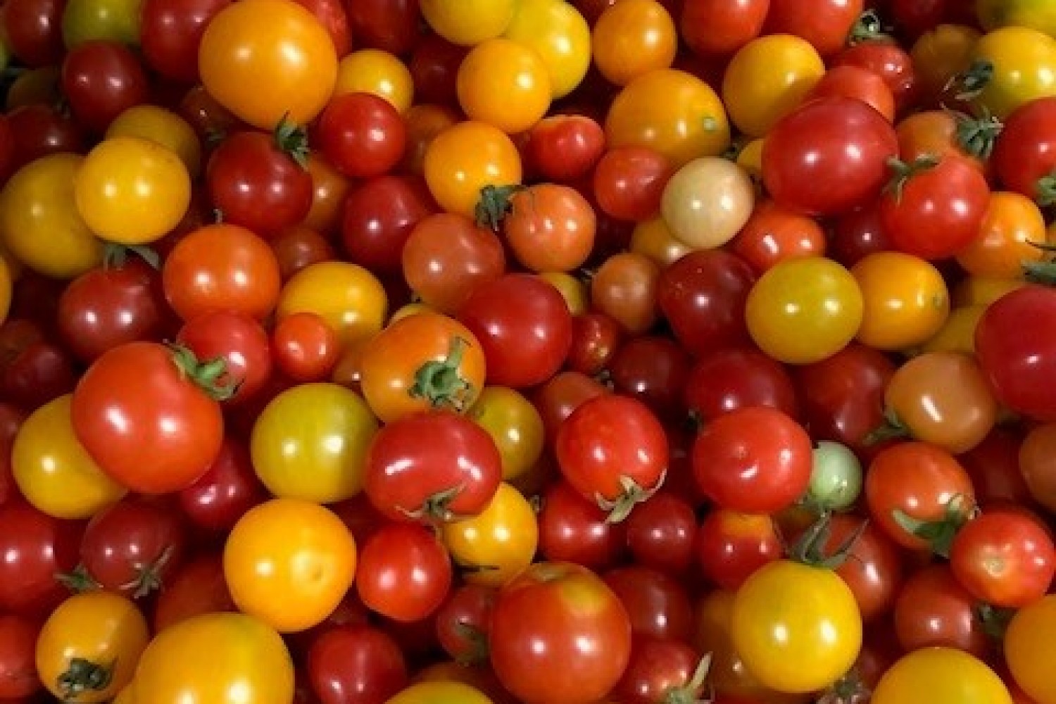 tomates-cerises-melangees-livre