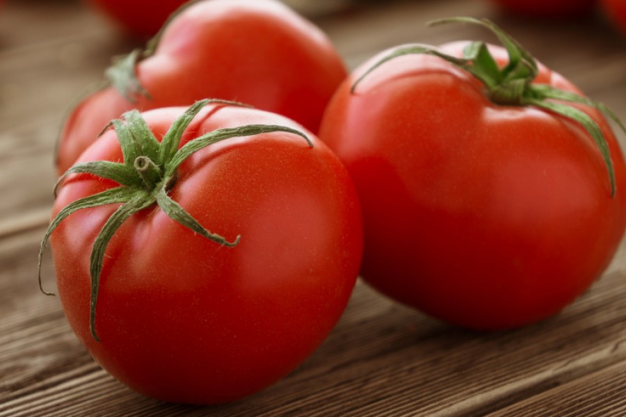 tomates-vigne-lb