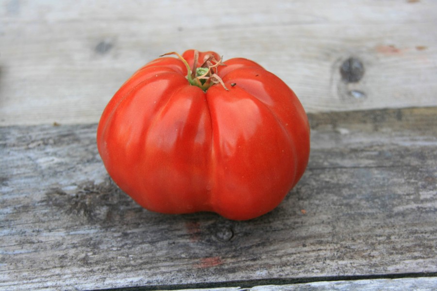 grosses-tomates-lb
