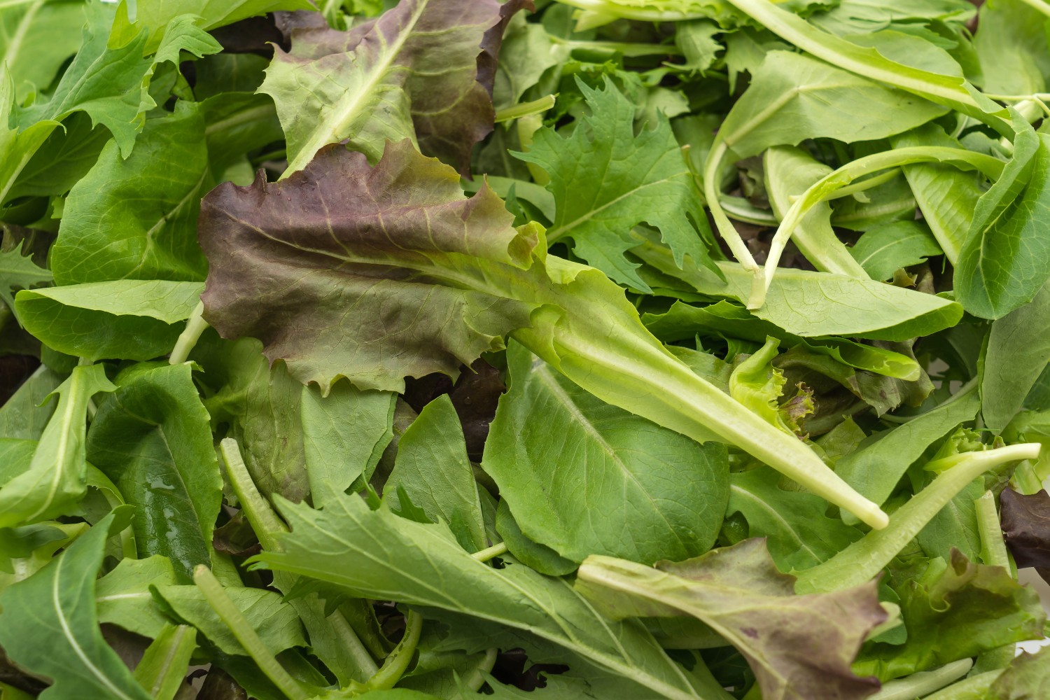 melange-de-salades-de-nos-arrivages-legumes-du-jardin-et-vinaigrette-maison